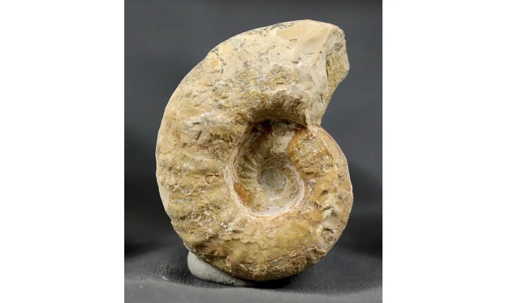 Euaspidoceras costatum