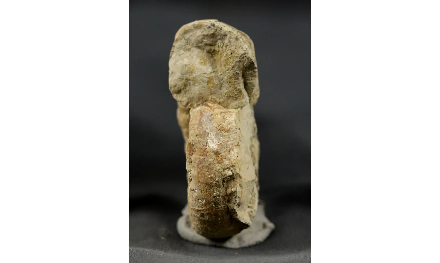 Euaspidoceras costatum
