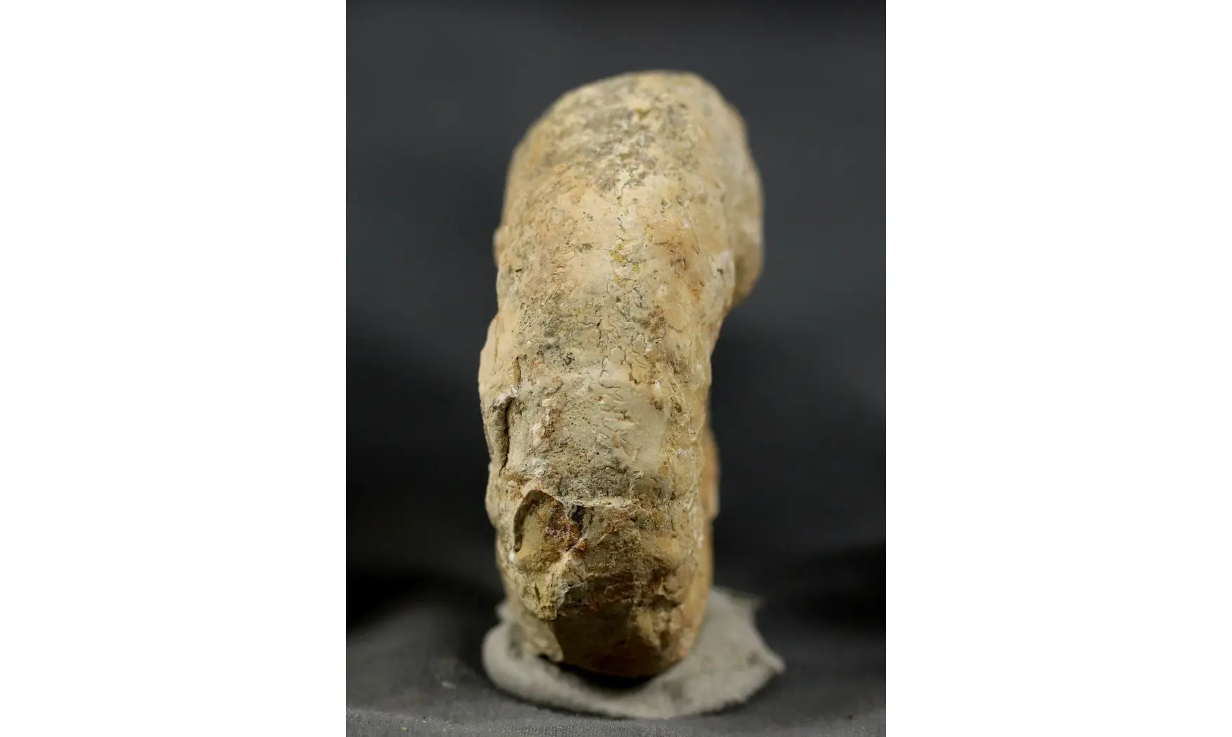 Euaspidoceras costatum