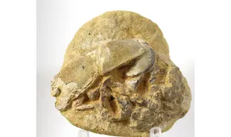 Protocallianassa sp