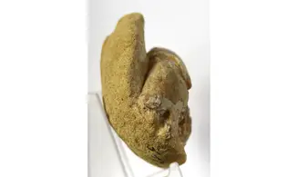 Protocallianassa sp