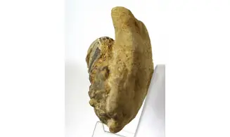 Protocallianassa sp