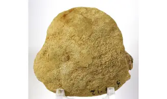 Protocallianassa sp