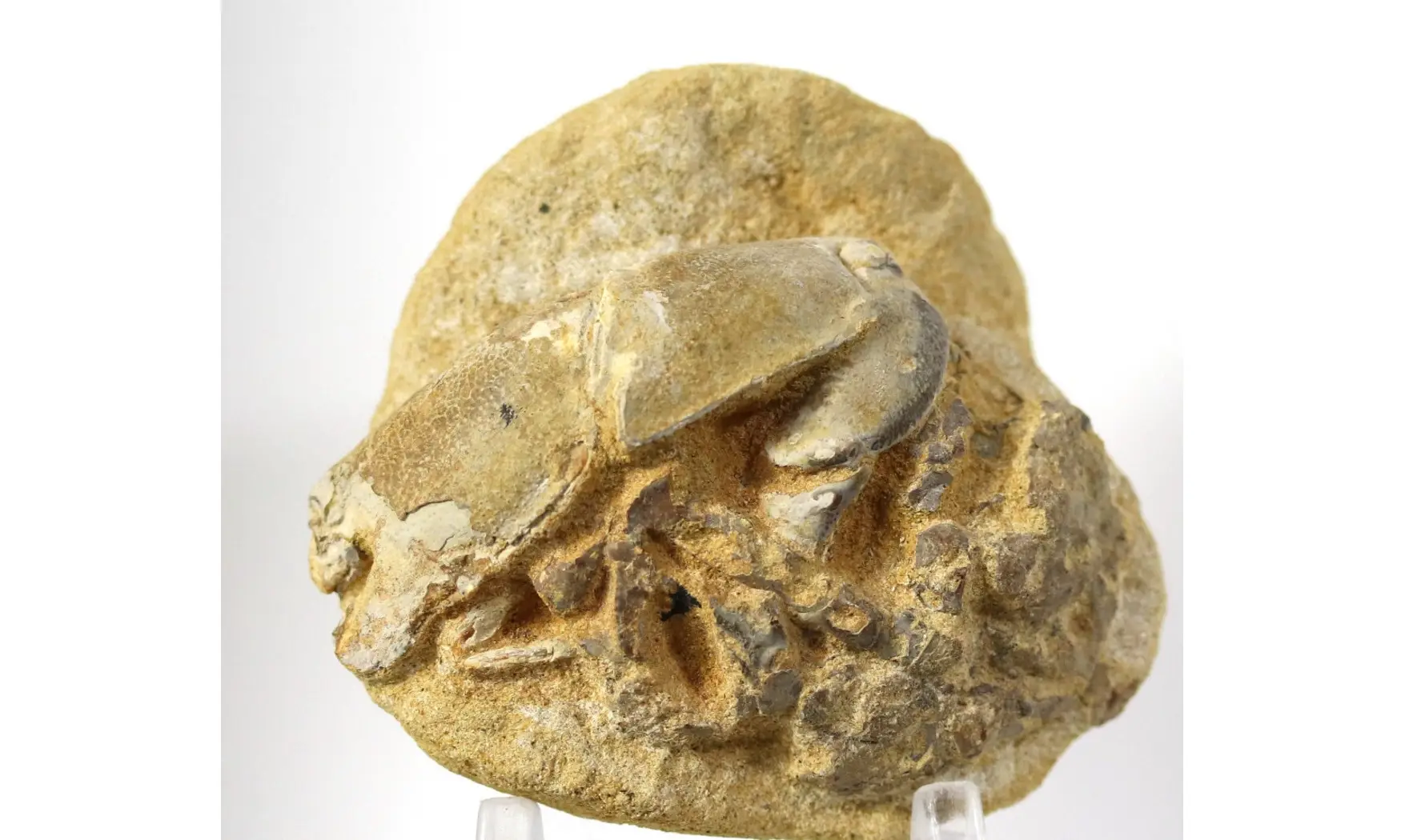 Protocallianassa sp