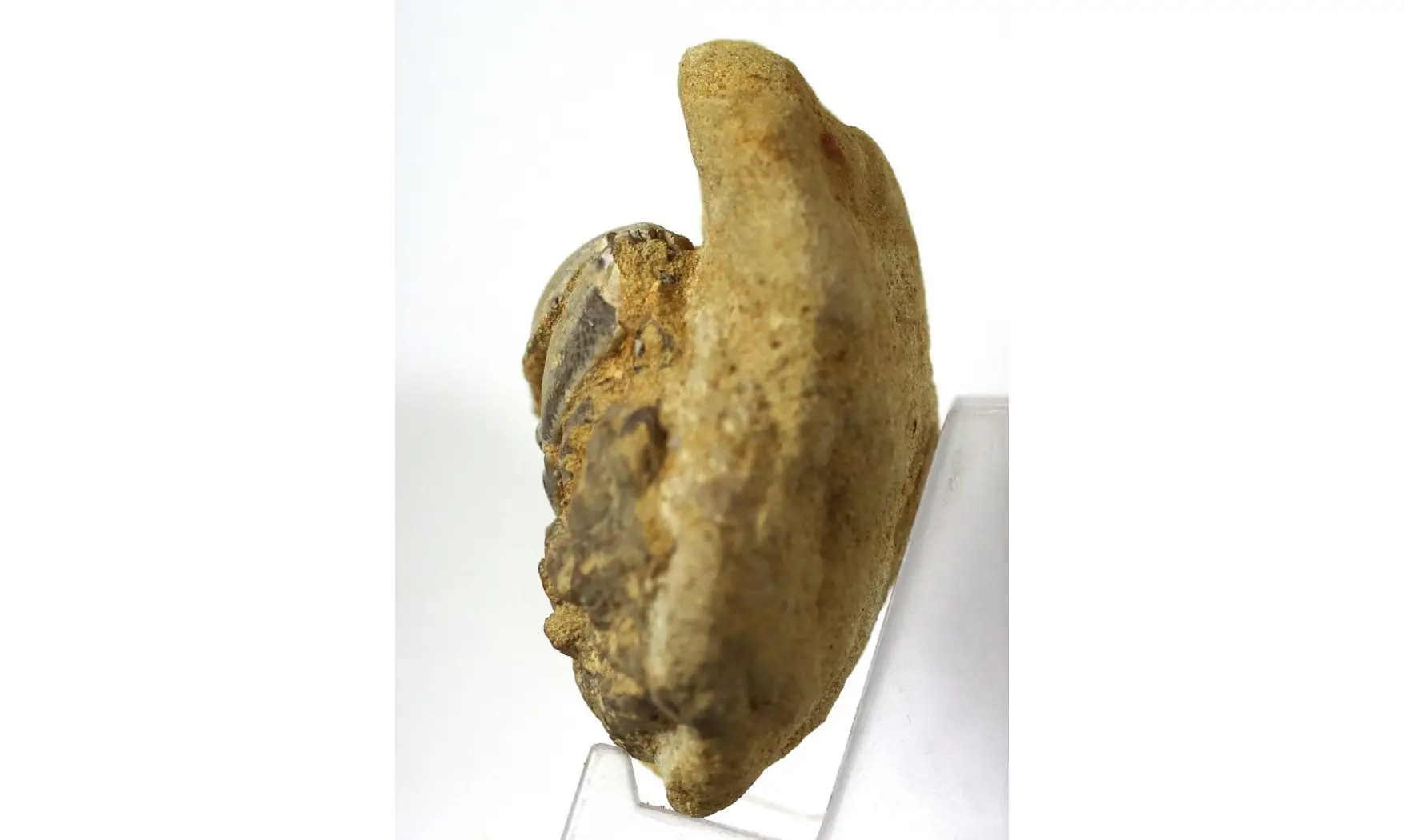 Protocallianassa sp