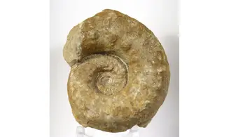 Euaspidoceras hyselum
