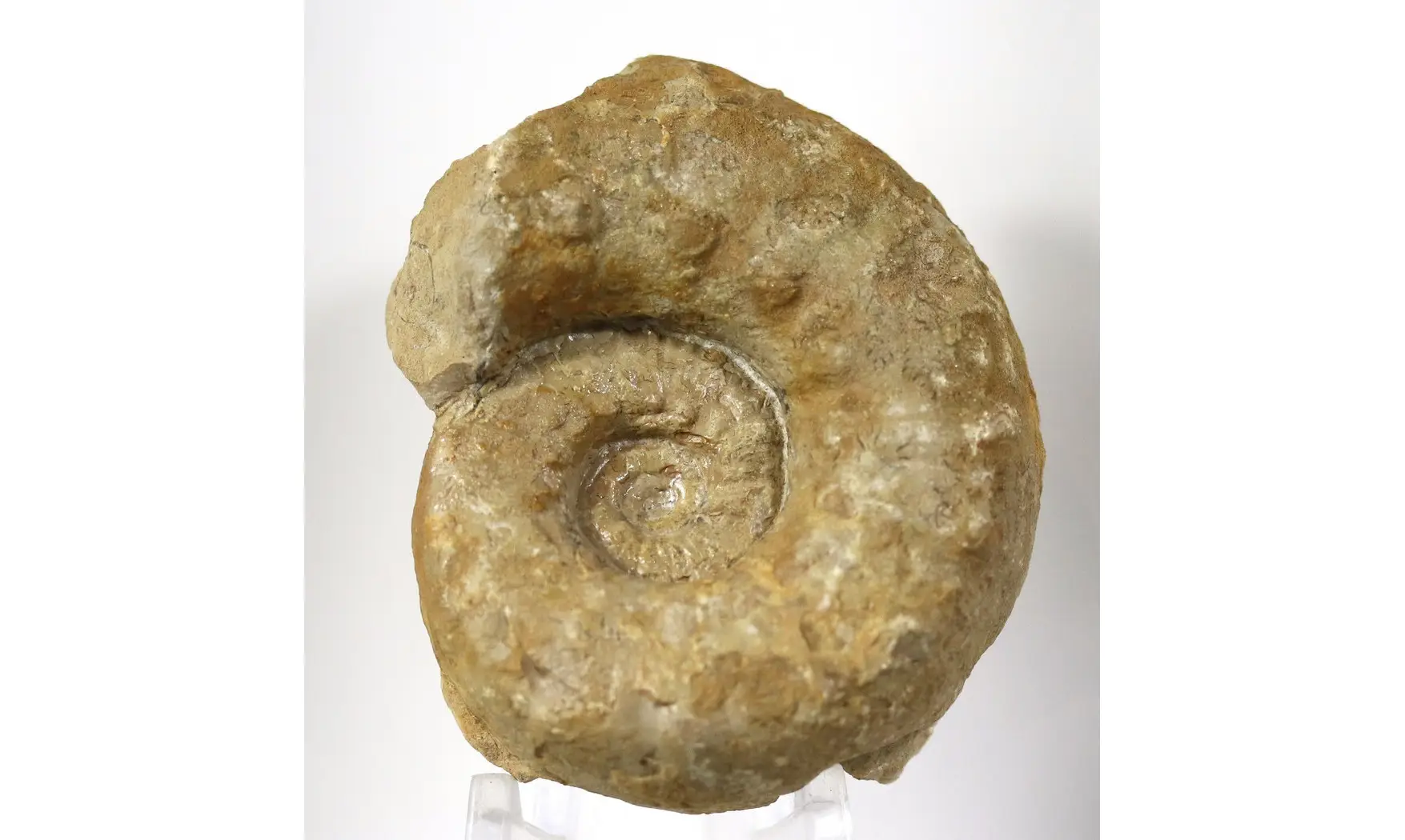 Euaspidoceras hyselum