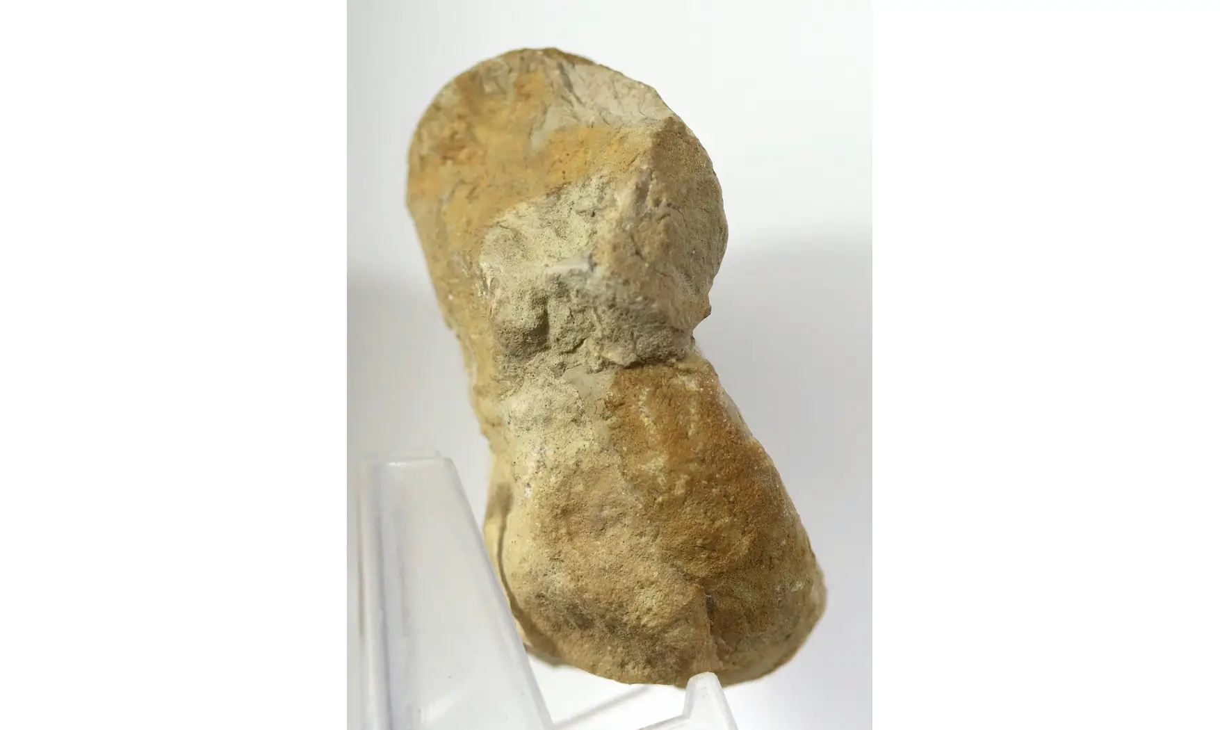 Euaspidoceras hyselum