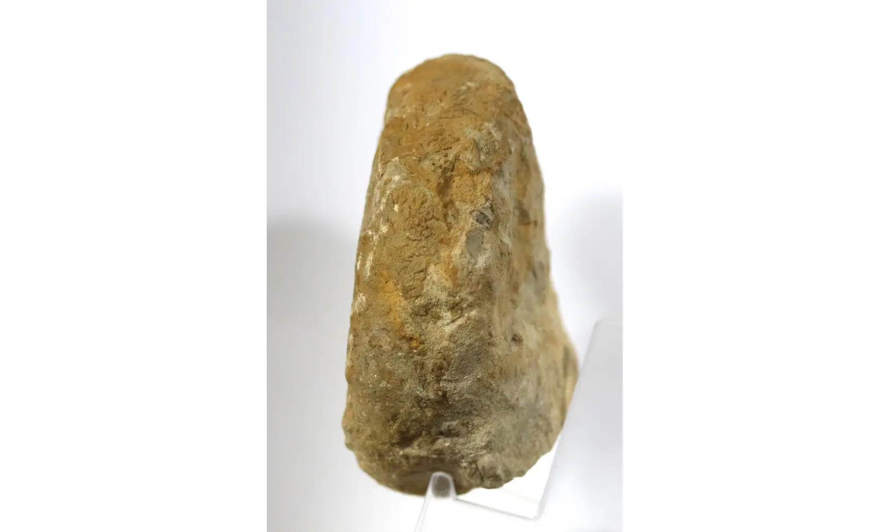 Euaspidoceras hyselum