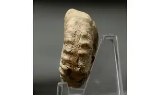 Epipeltoceras bimammatum