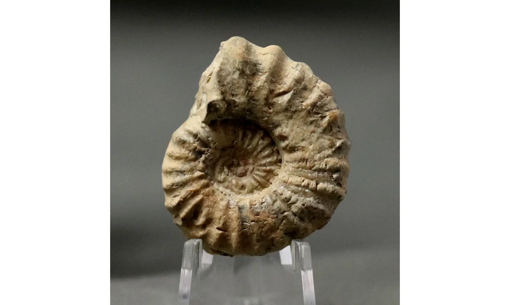Epipeltoceras bimammatum