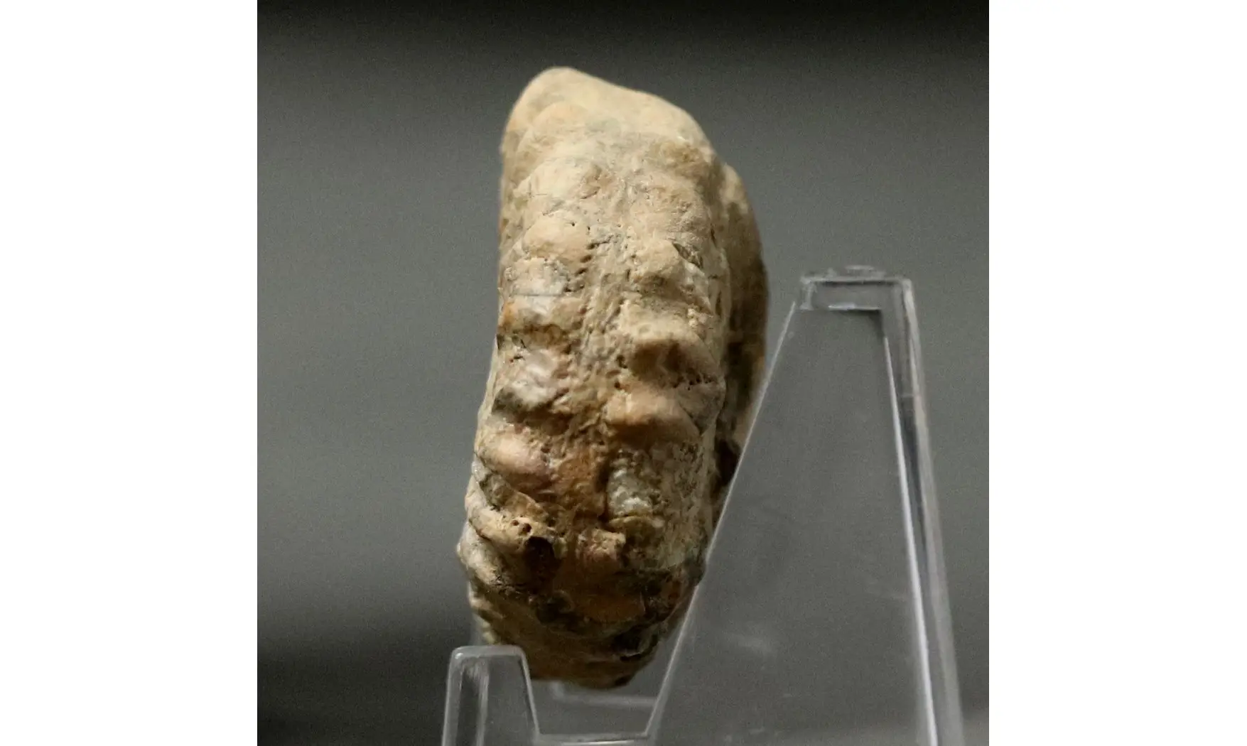 Epipeltoceras bimammatum