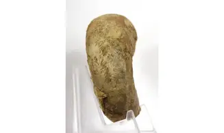 Euaspidoceras hyselum