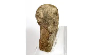 Euaspidoceras hyselum