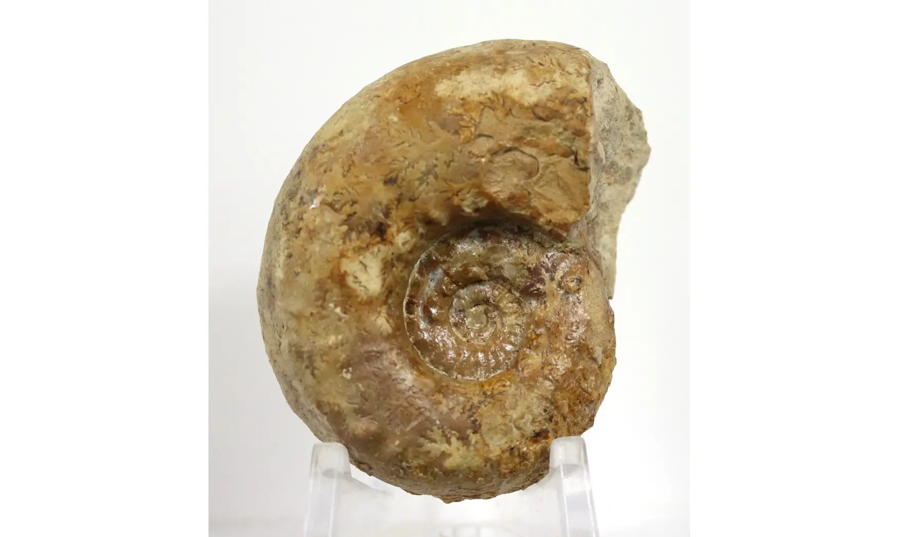 Euaspidoceras hyselum