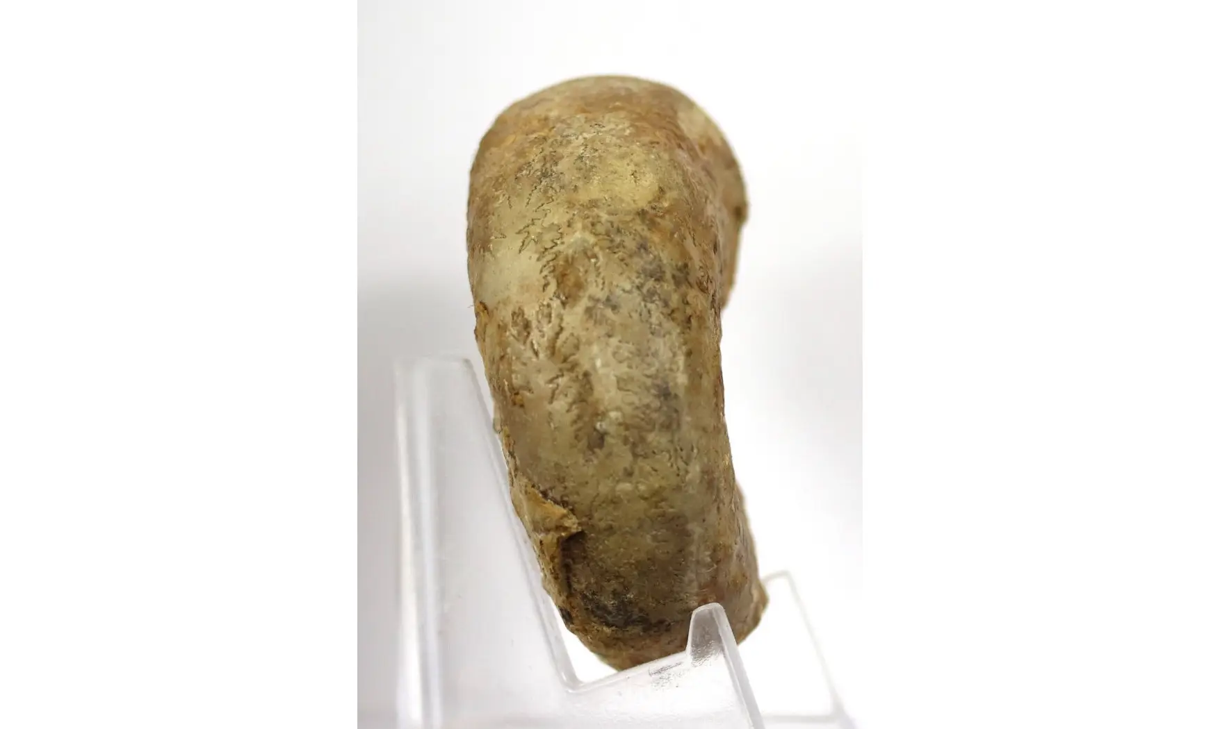 Euaspidoceras hyselum