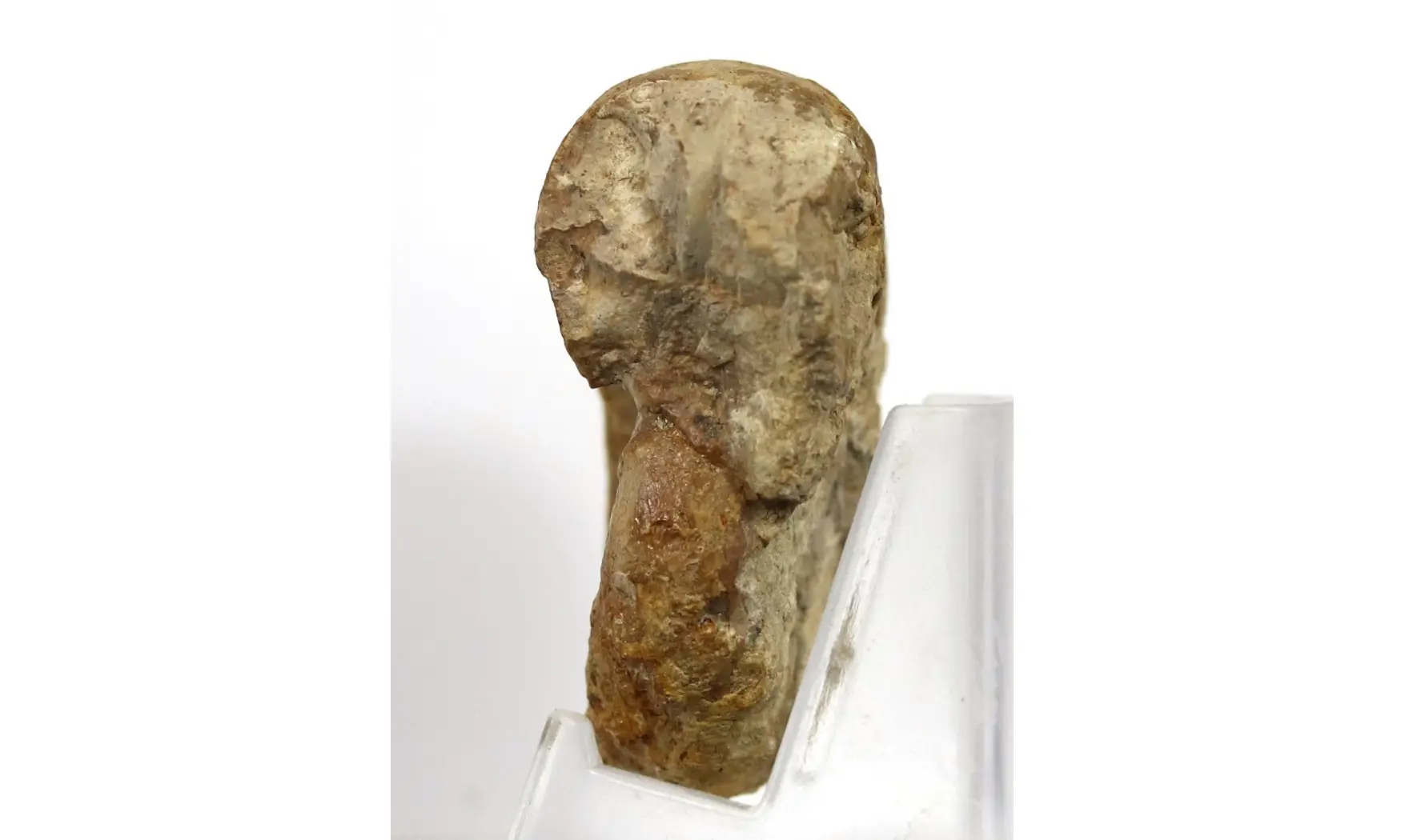 Euaspidoceras hyselum