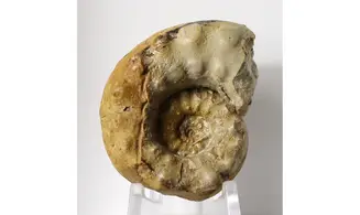 Euaspidoceras hyselum
