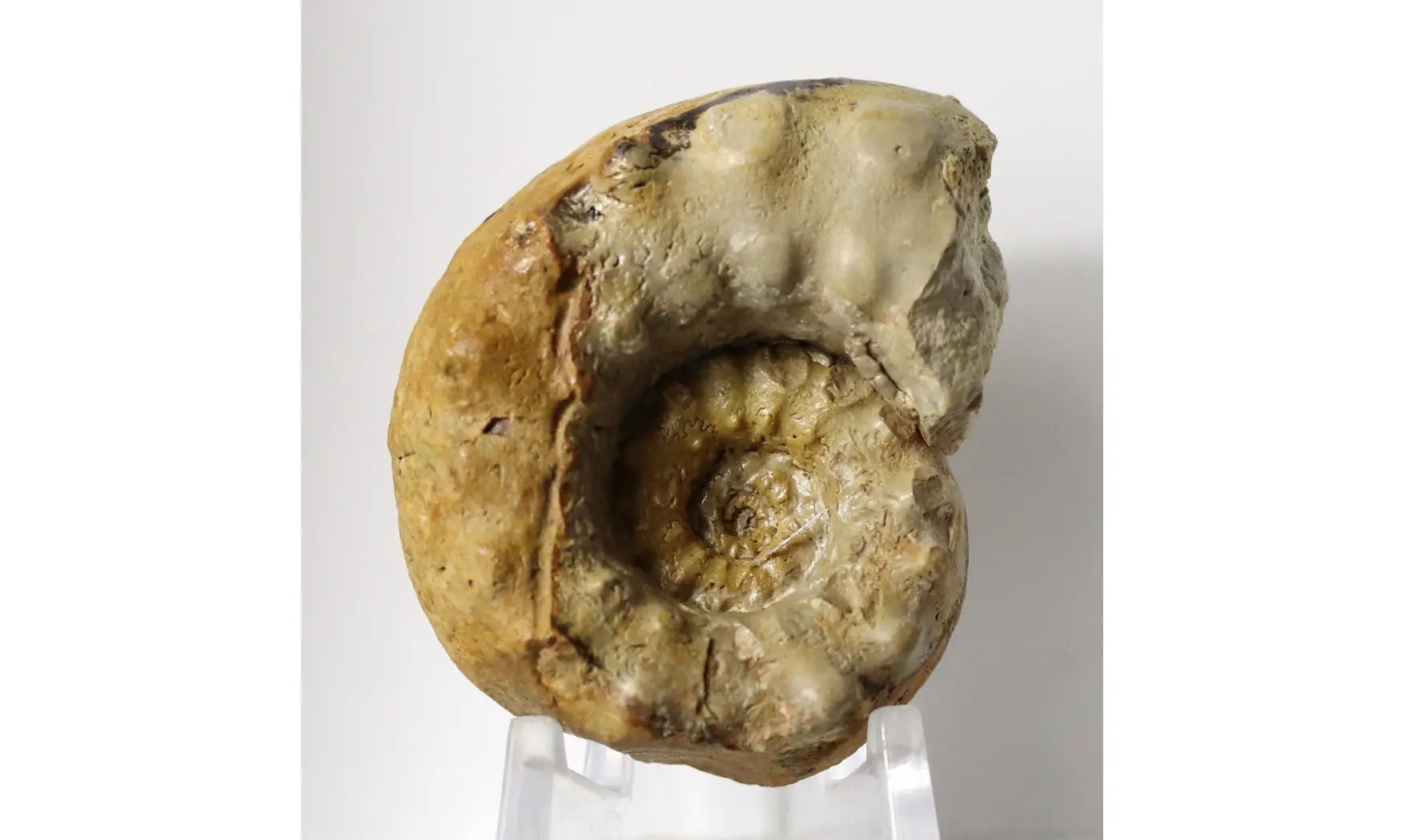Euaspidoceras hyselum