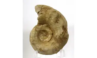Paraspidoceras gosheimensis