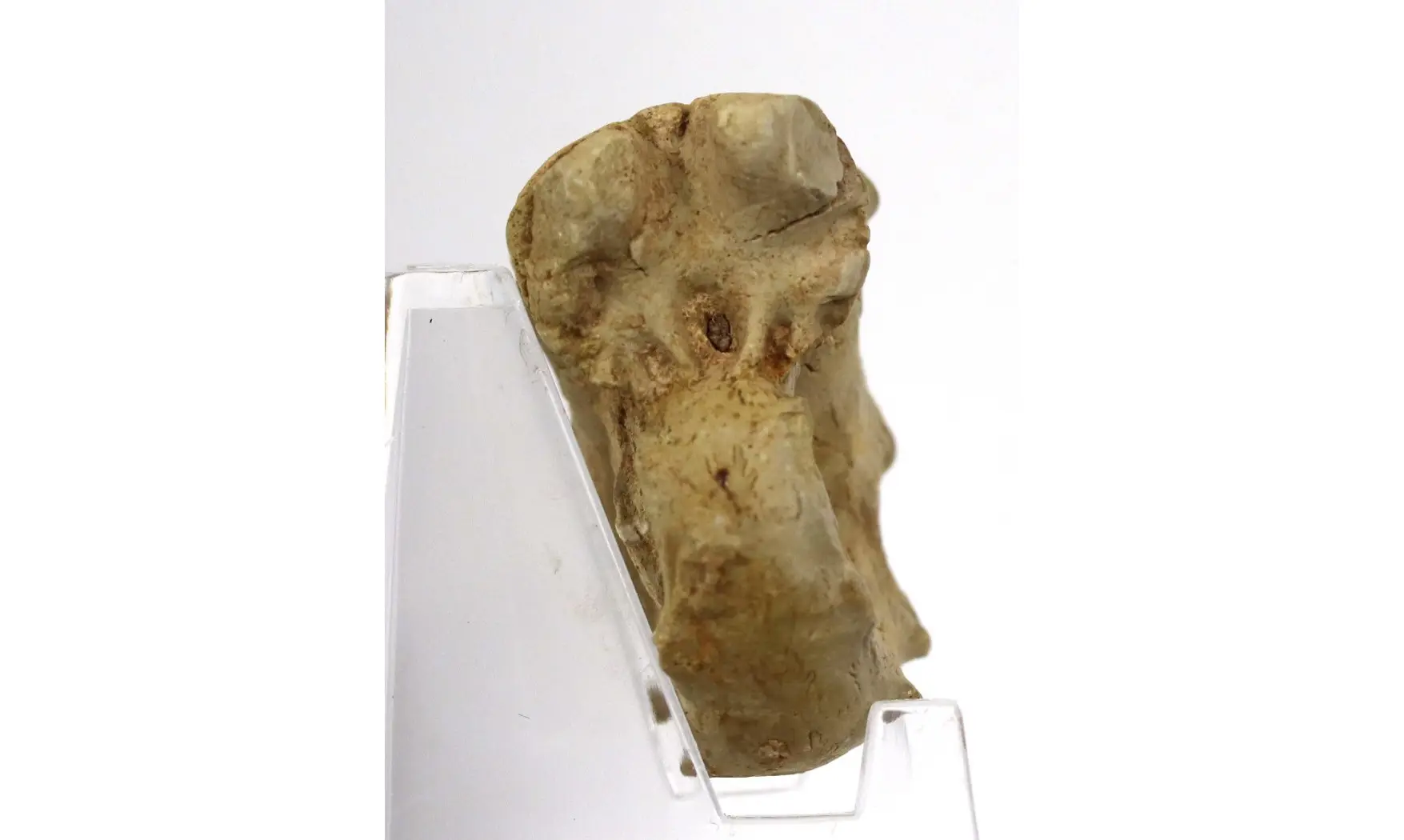 Paraspidoceras gosheimensis
