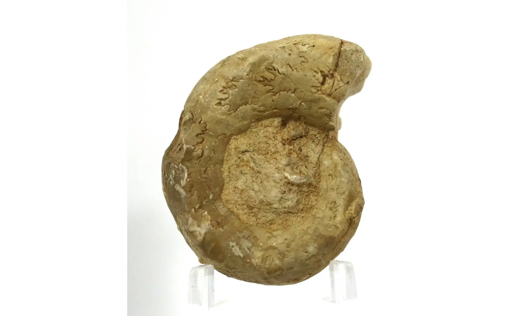 Paraspidoceras gosheimensis