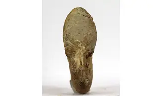 Proscaphites colleti