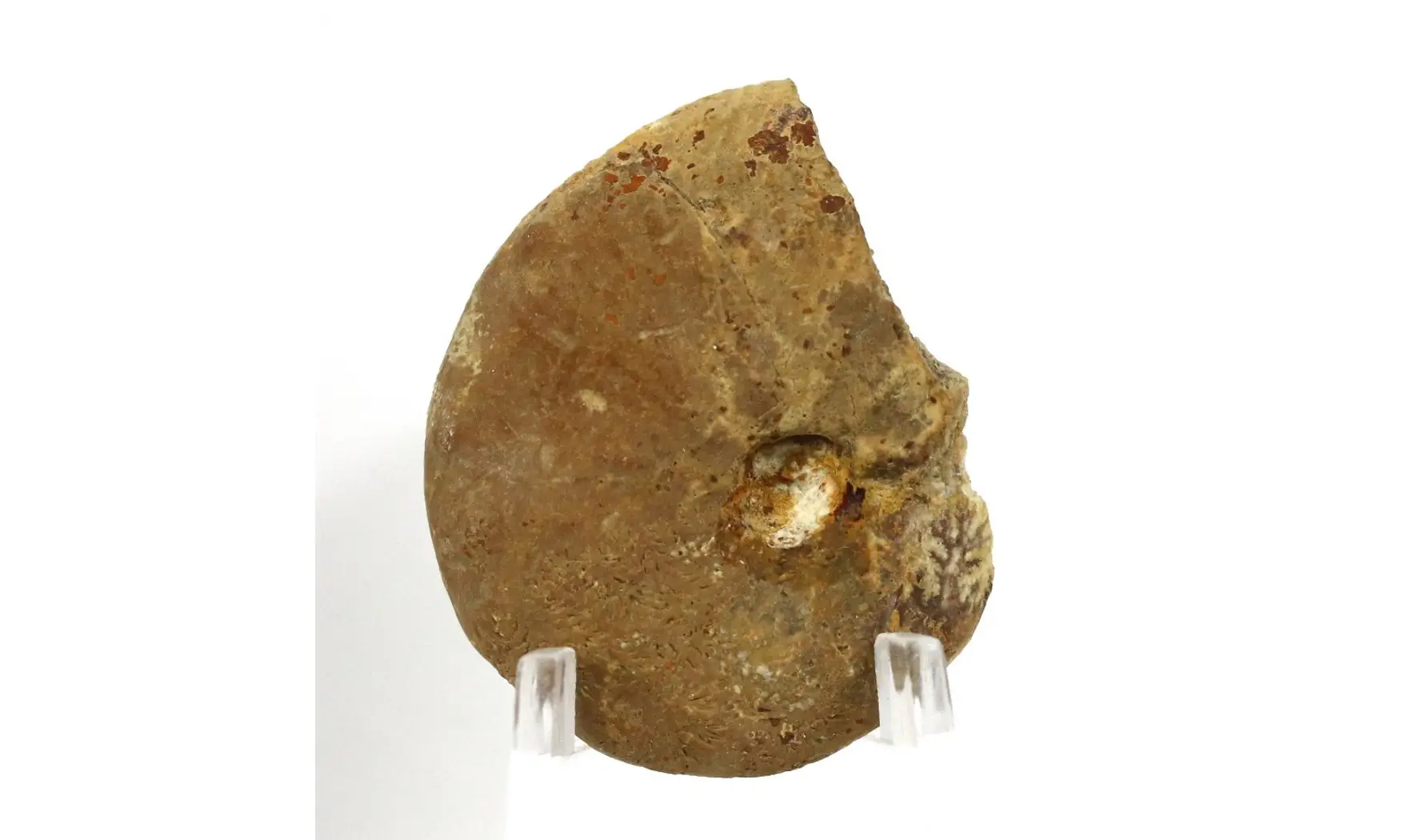 Proscaphites colleti