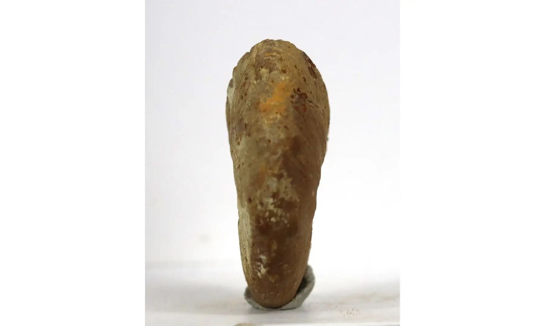 Proscaphites colleti