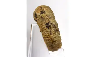 Orthosphinctes sp.