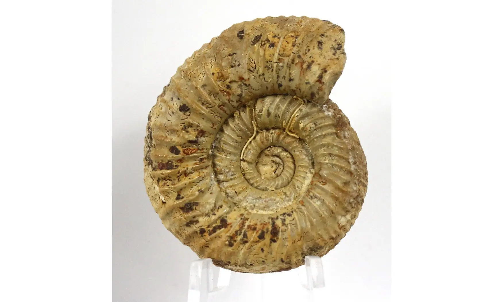 Orthosphinctes sp.