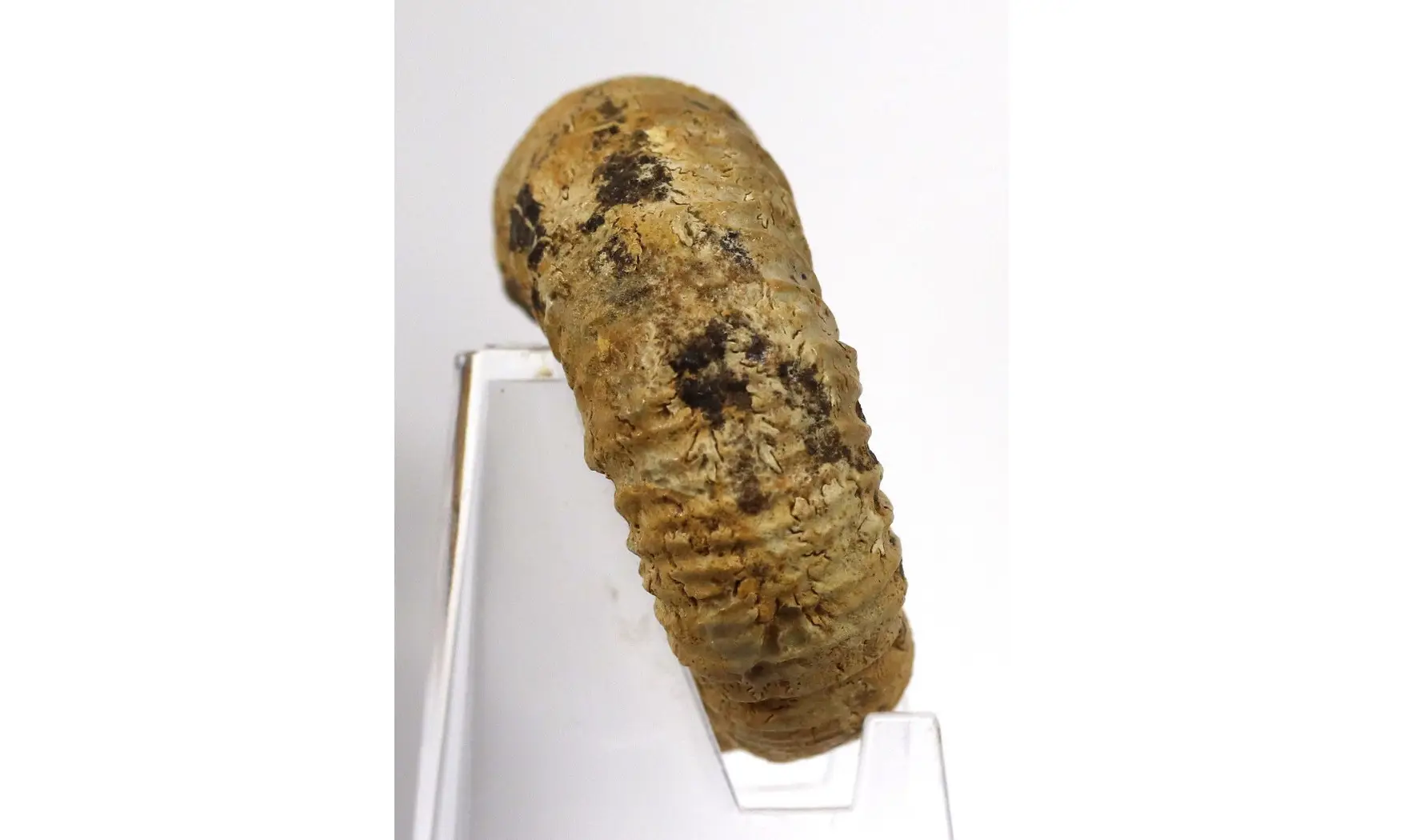 Orthosphinctes sp.
