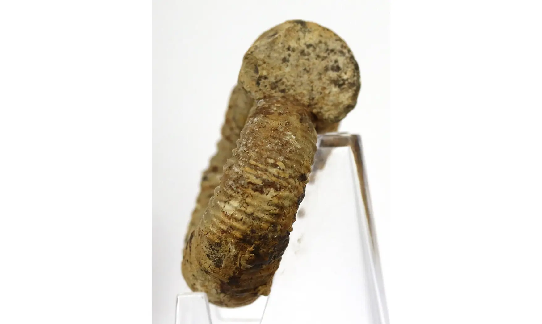Orthosphinctes sp.