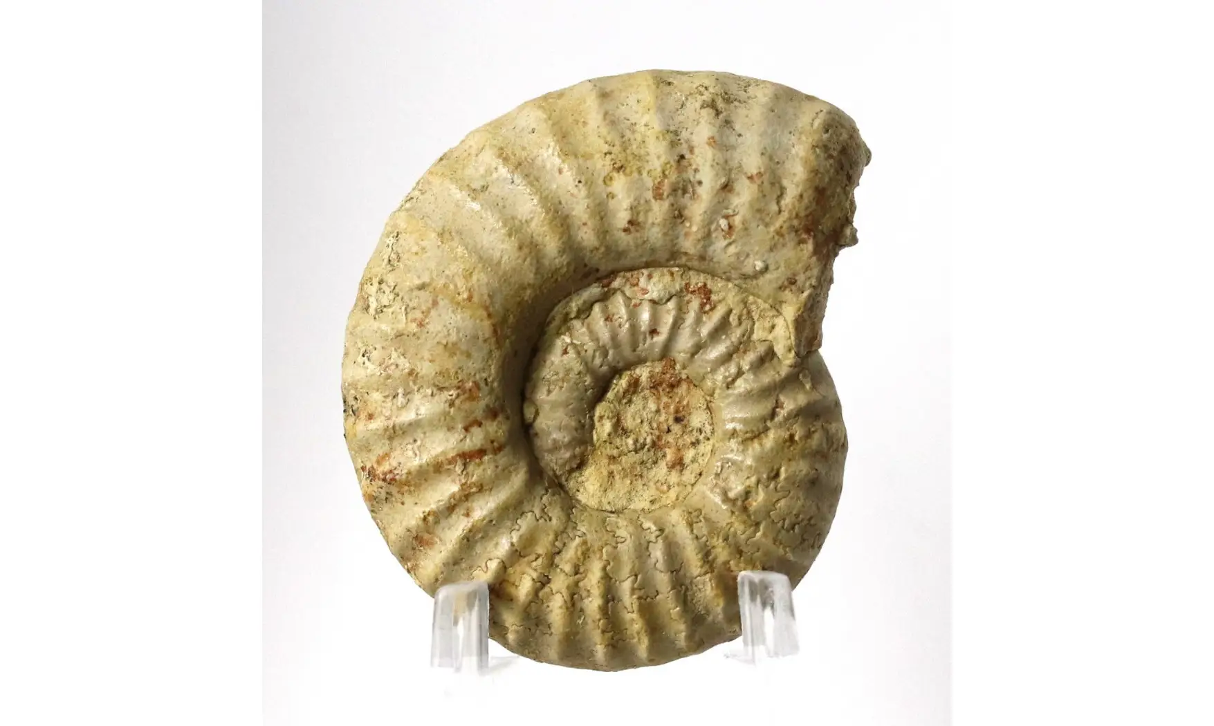 Epipeltoceras semimmatum