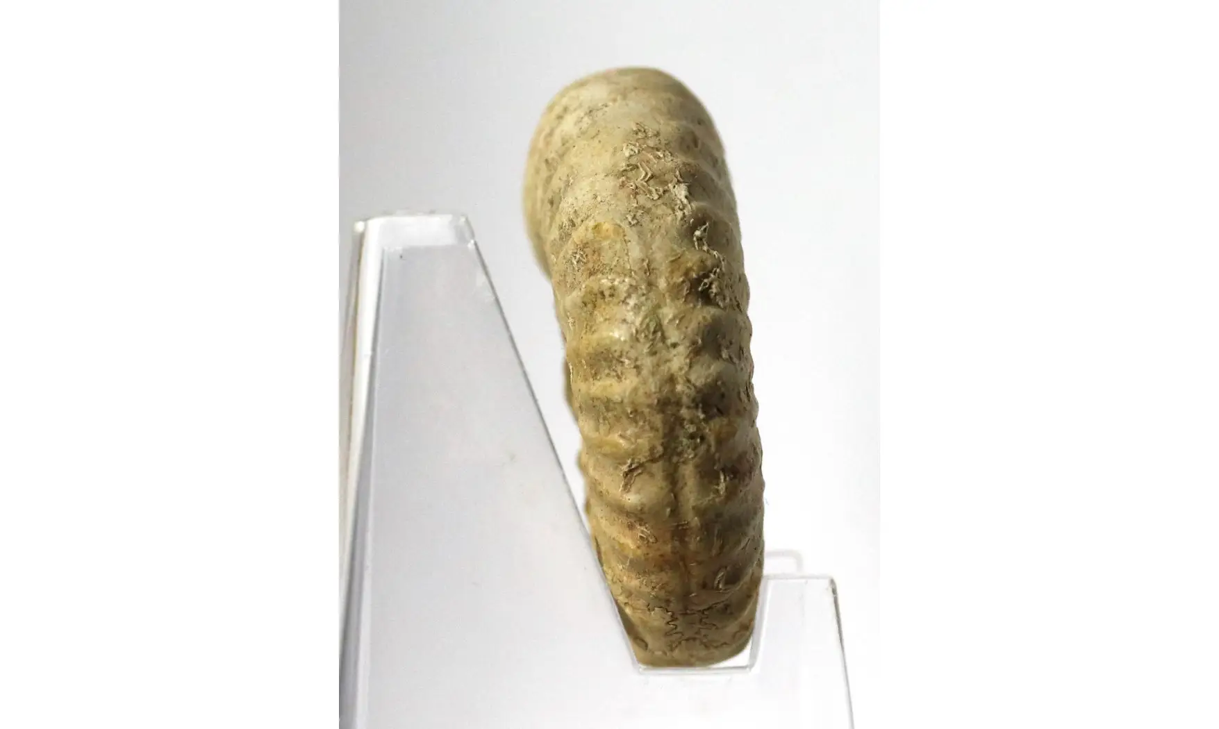 Epipeltoceras semimmatum
