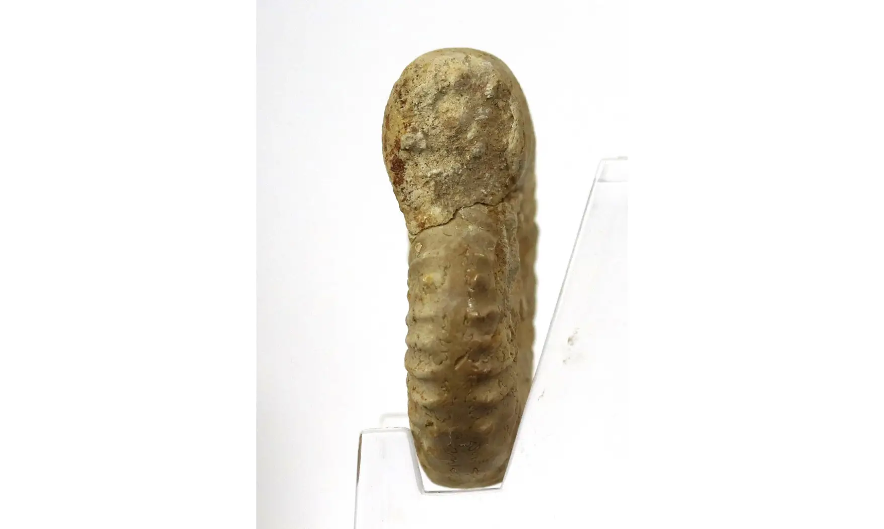 Epipeltoceras semimmatum