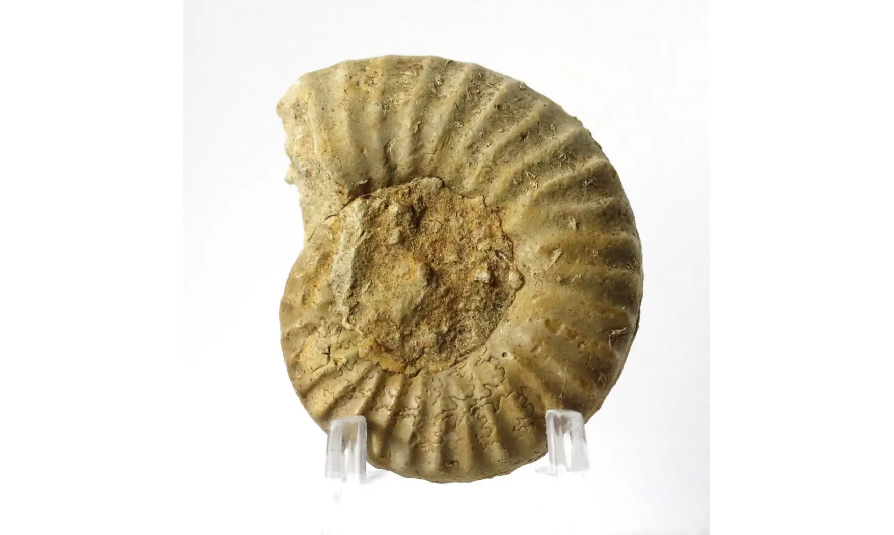 Epipeltoceras semimmatum