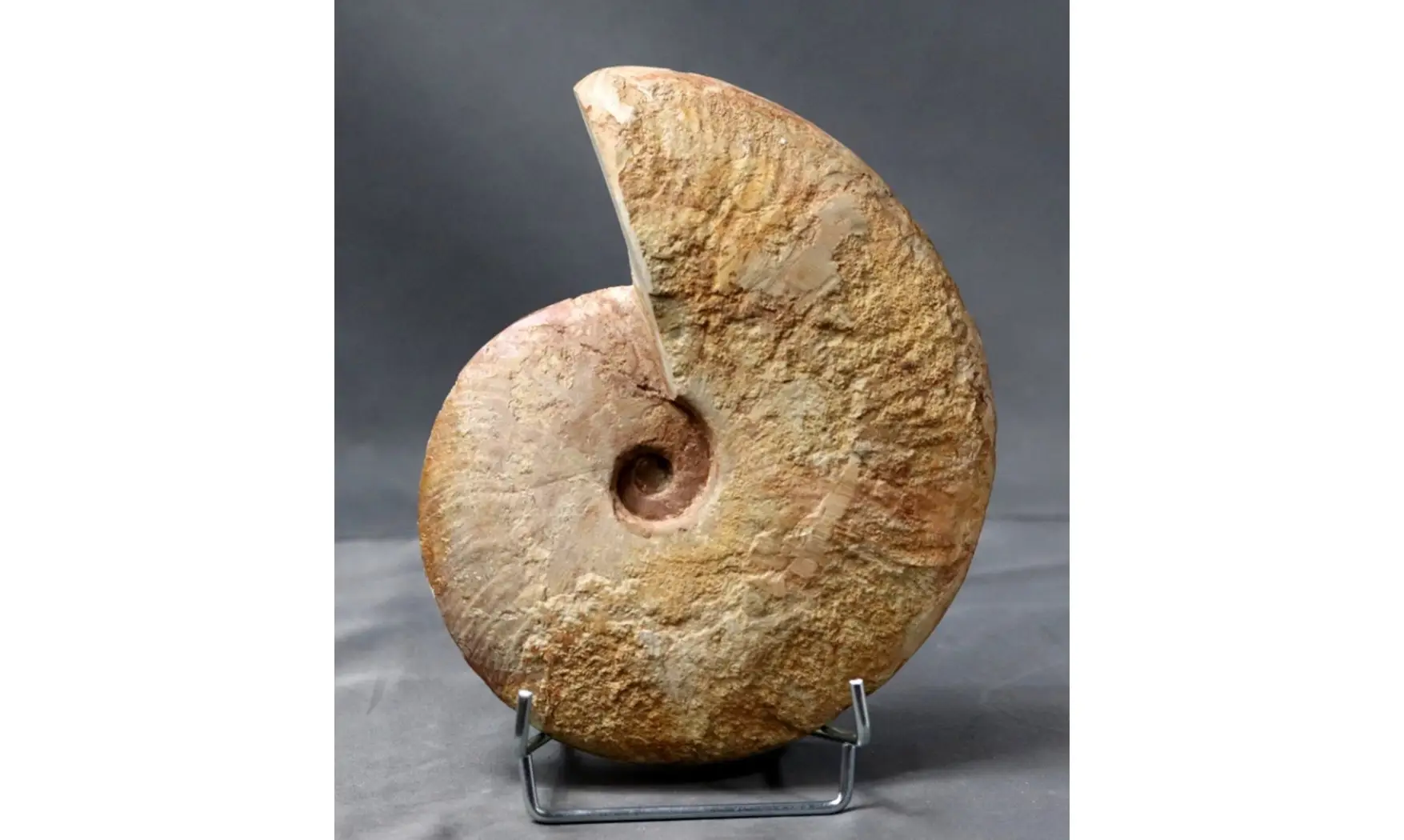 Saynella clypeiformis