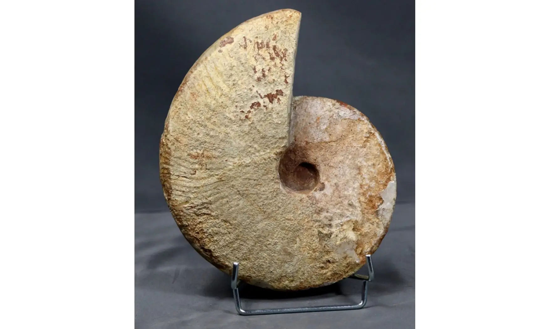 Saynella clypeiformis