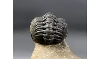 Reedops cephalotes hamlagdadianus