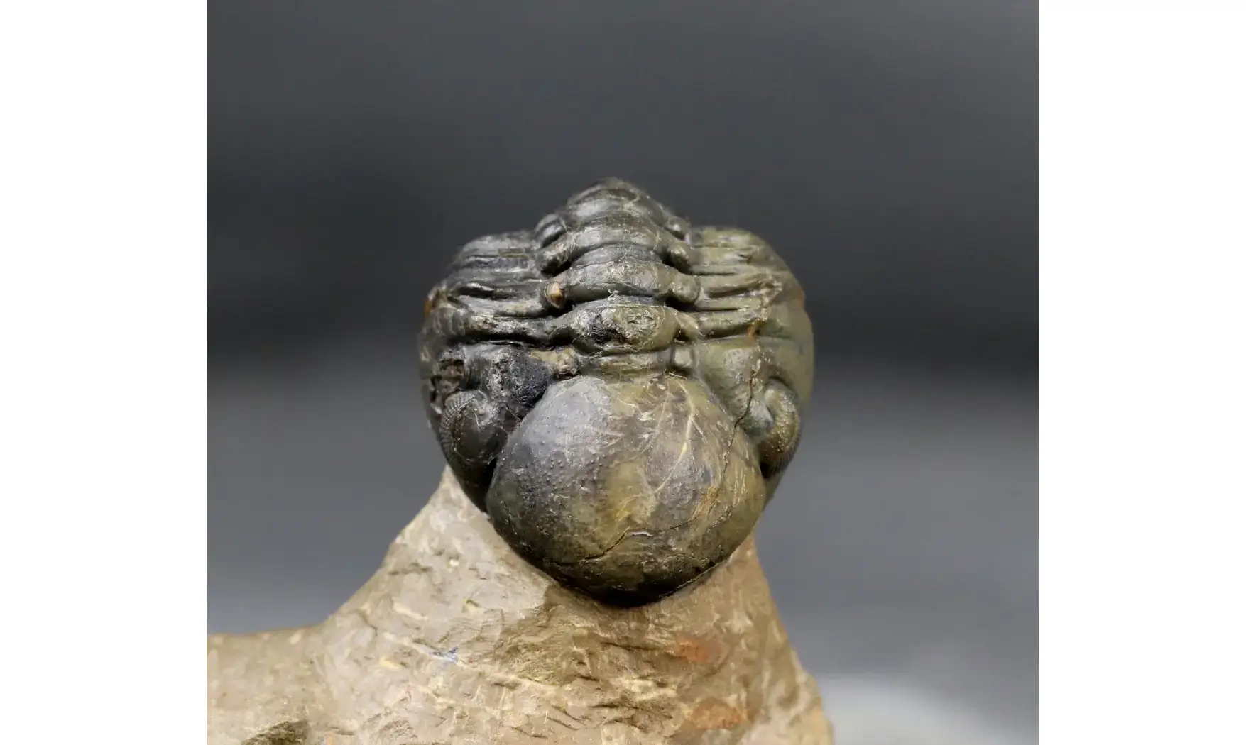 Reedops cephalotes hamlagdadianus