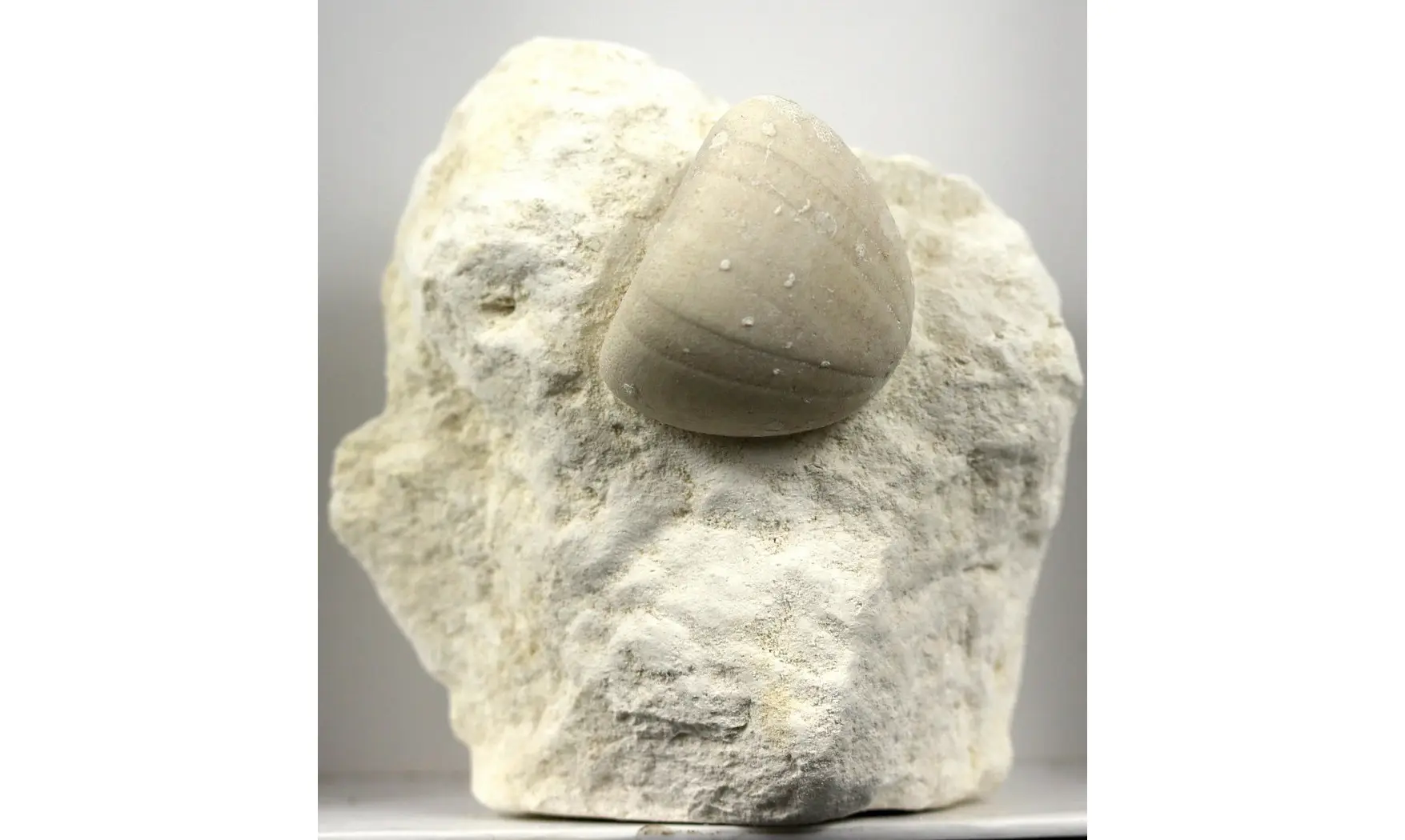 Conulus albogalerus