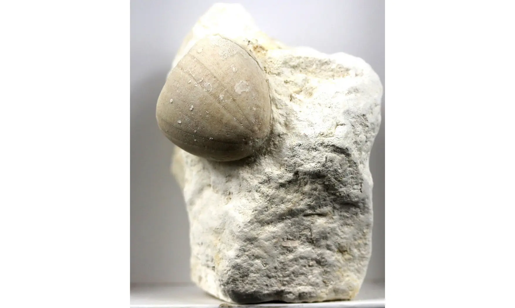Conulus albogalerus