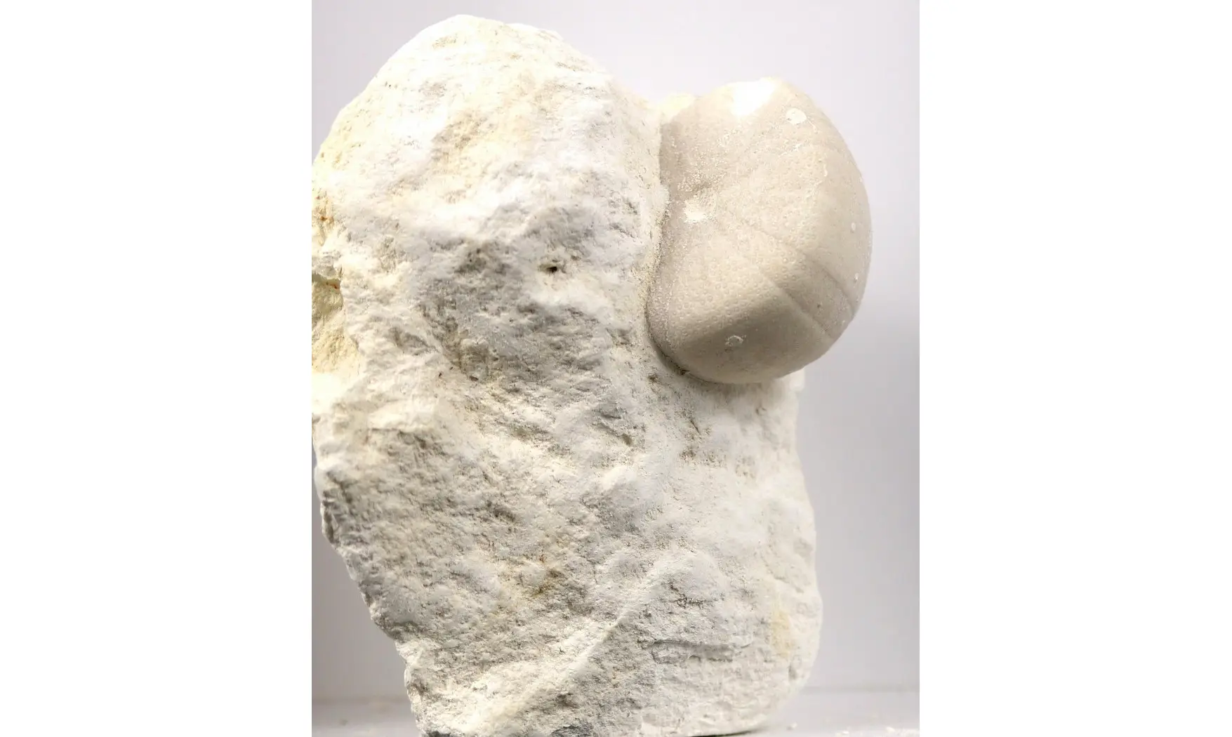 Conulus albogalerus