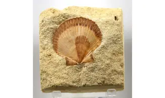 Neithea regularis