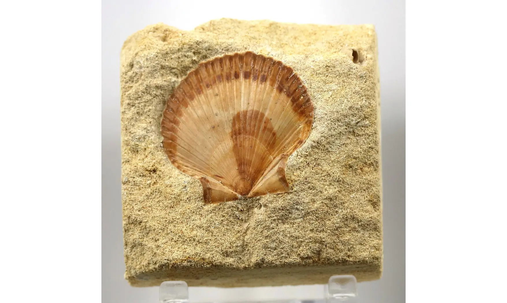 Neithea regularis