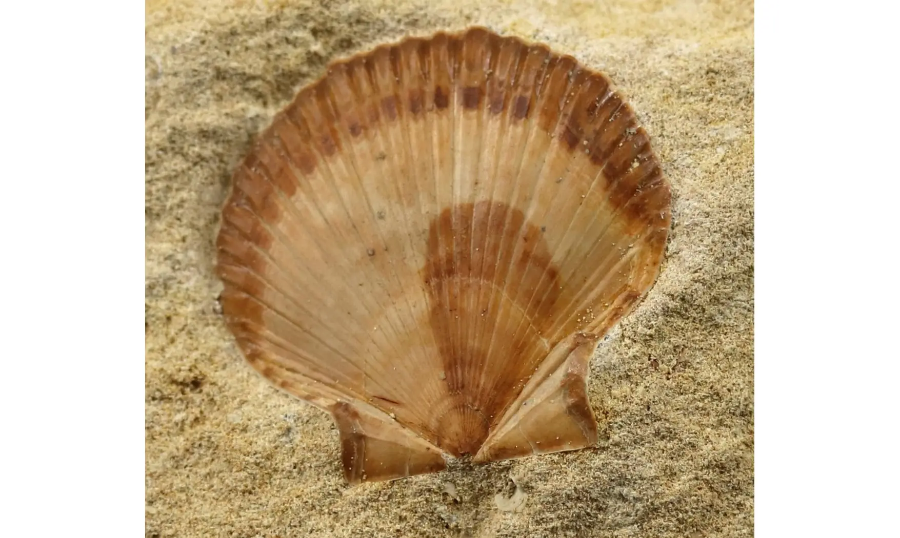 Neithea regularis
