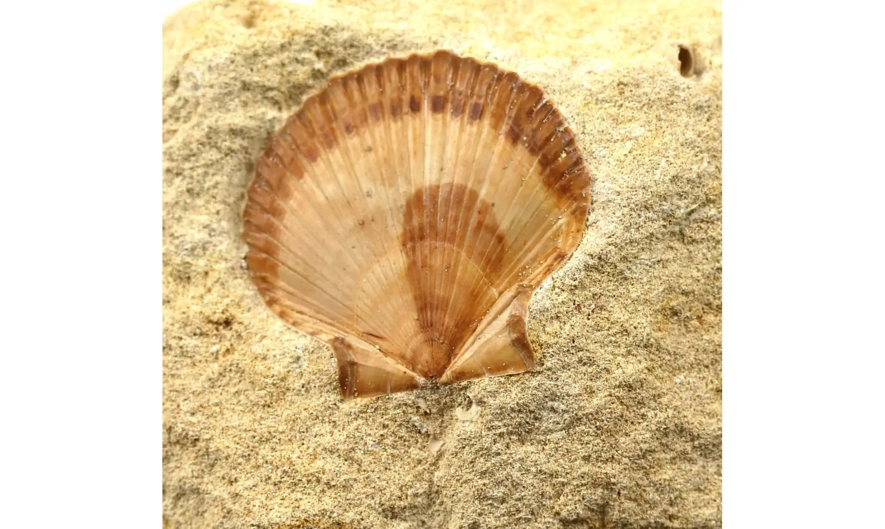 Neithea regularis