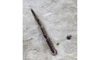 Bochianites neocomiensis