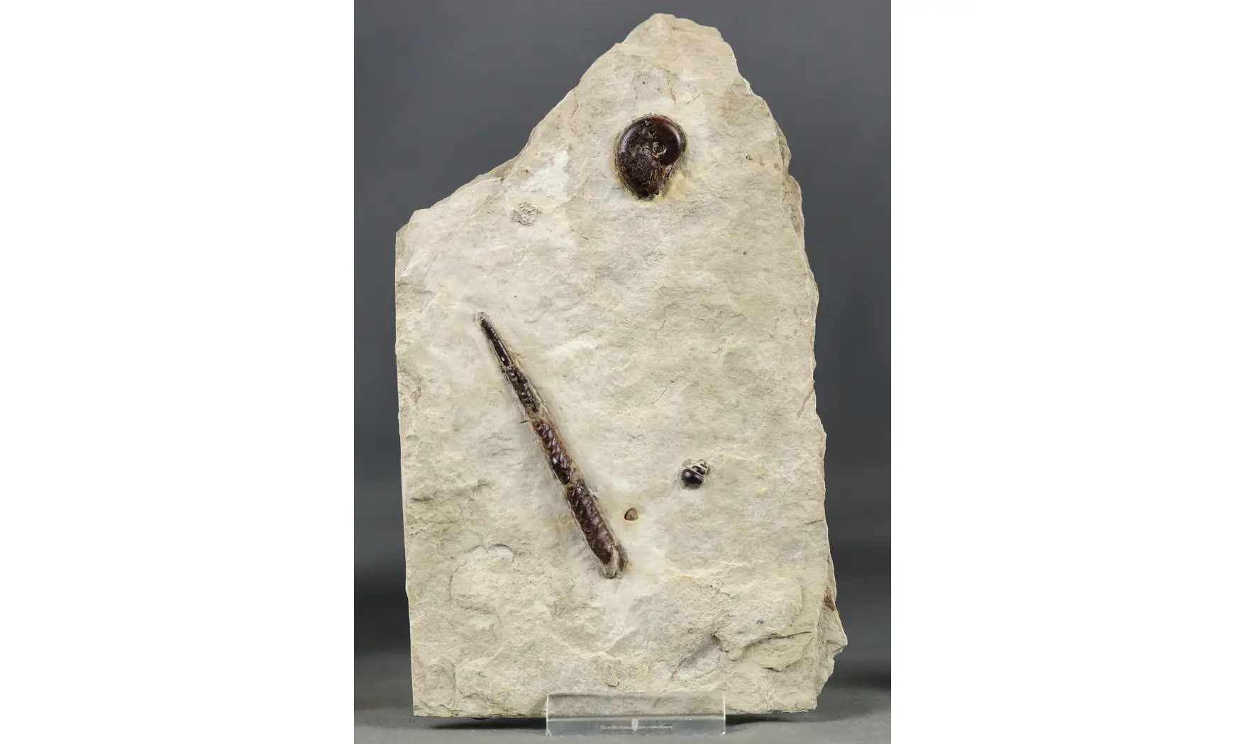 Bochianites neocomiensis